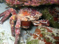 Maria La Gorda,Cuba
Voyeur King Crab (Cangrejo rey Voyeu... by Jorge Alfonso Trujillo 
